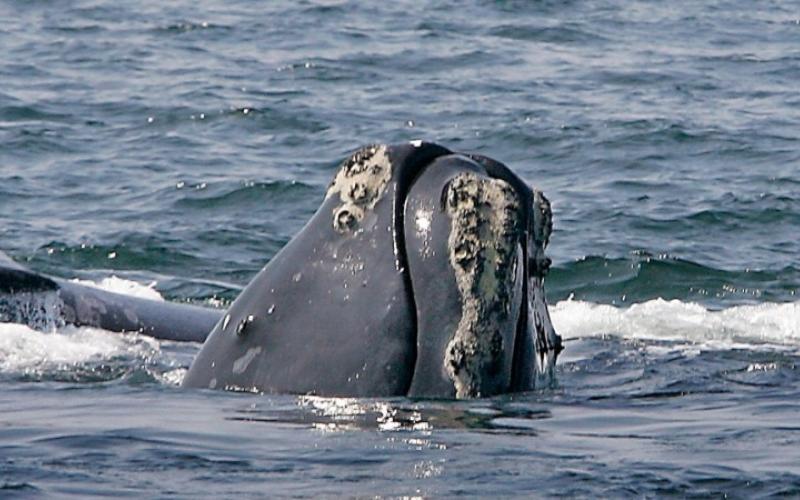 Brian Mulroney Institute of Government Fellows Lectures Presents: North Atlantic Right Whales as Policy Disruptors